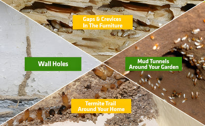 Termite Killer Spray - (Buy 1 Get 2 Free)  ⏰